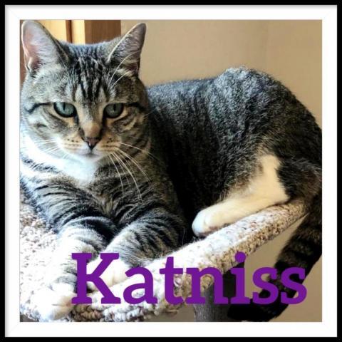 Katniss, an adoptable Domestic Short Hair in Camden, ME, 04843 | Photo Image 2