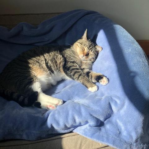 Katniss, an adoptable Domestic Short Hair in Camden, ME, 04843 | Photo Image 3