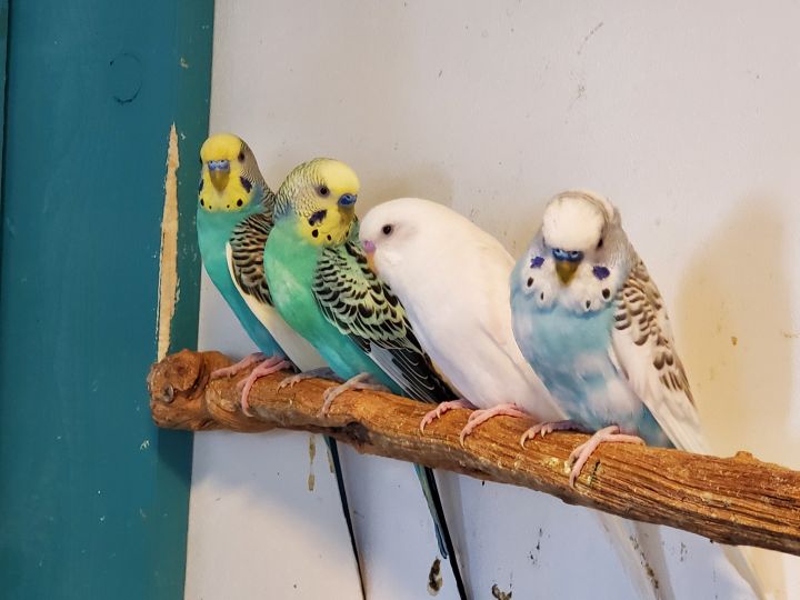 Budgies best sale near me