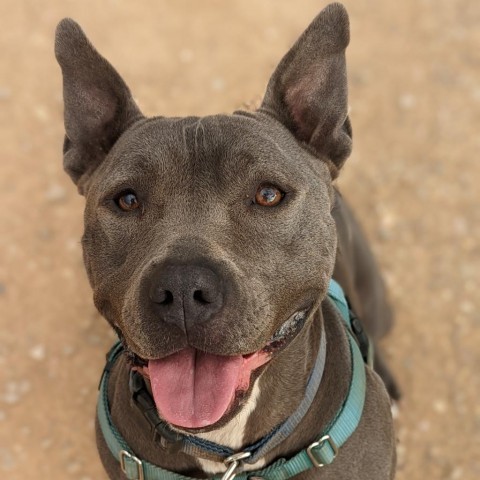 Lucy, an adoptable American Staffordshire Terrier in Kanab, UT, 84741 | Photo Image 1