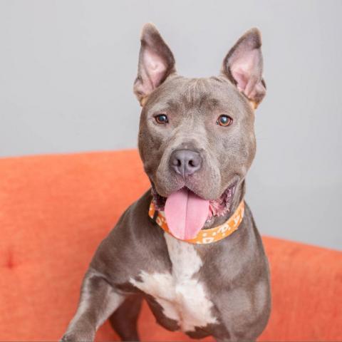Lucy, an adoptable American Staffordshire Terrier in Kanab, UT, 84741 | Photo Image 2