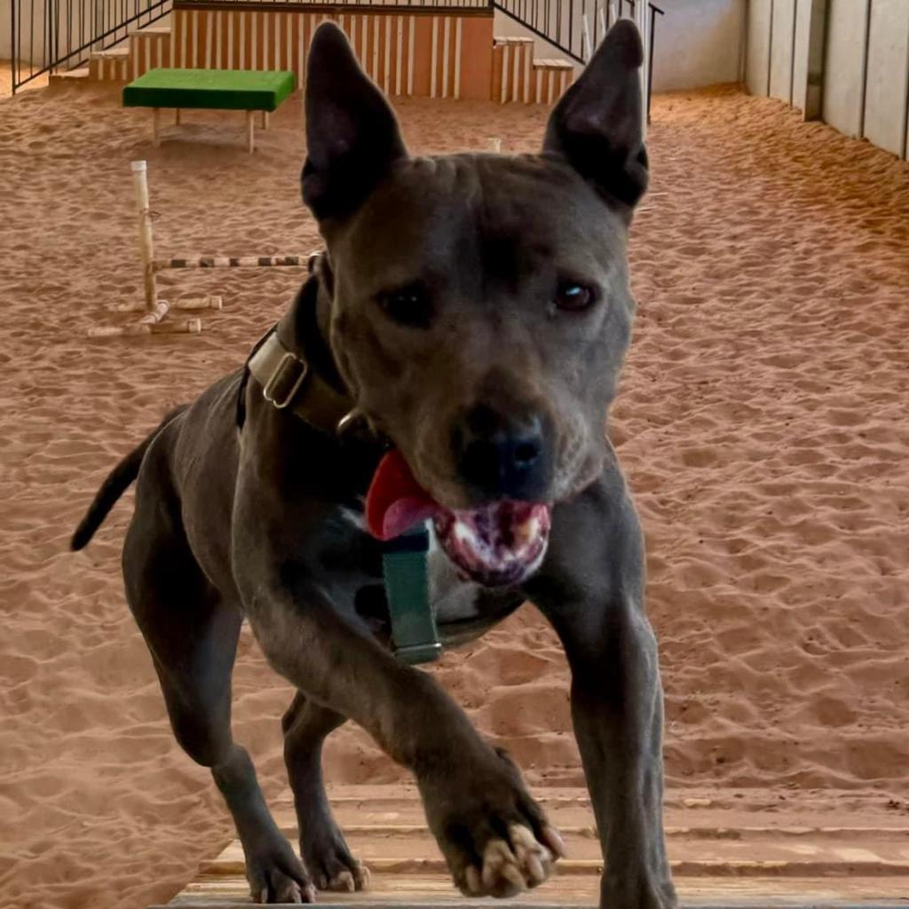 Lucy, an adoptable American Staffordshire Terrier in Kanab, UT, 84741 | Photo Image 2