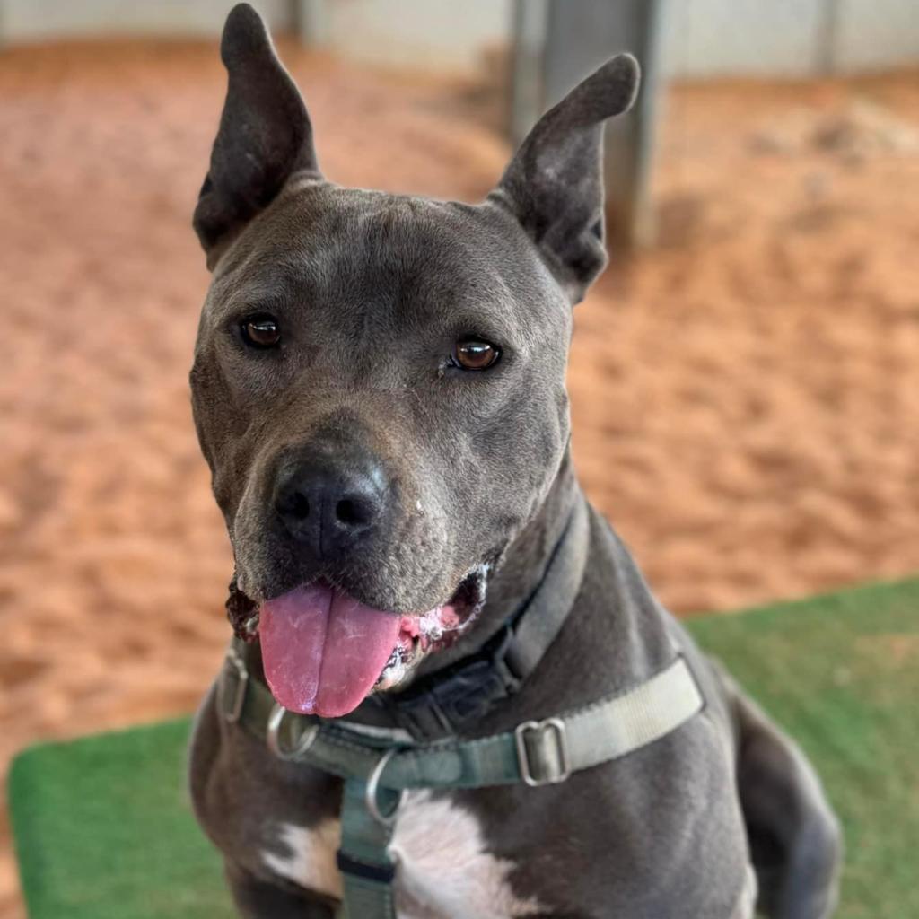 Lucy, an adoptable American Staffordshire Terrier in Kanab, UT, 84741 | Photo Image 3