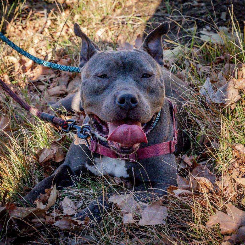 Lucy, an adoptable American Staffordshire Terrier in Kanab, UT, 84741 | Photo Image 4