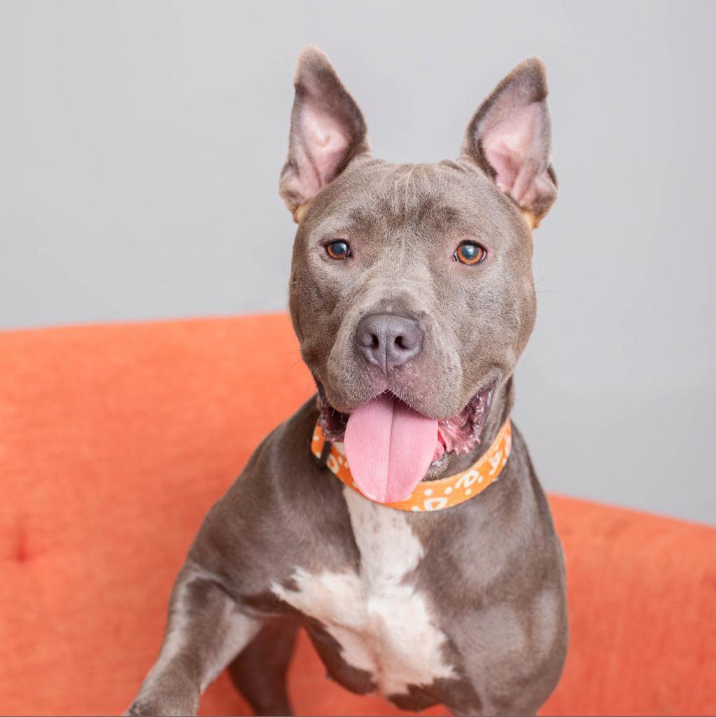 Lucy, an adoptable American Staffordshire Terrier in Kanab, UT, 84741 | Photo Image 5