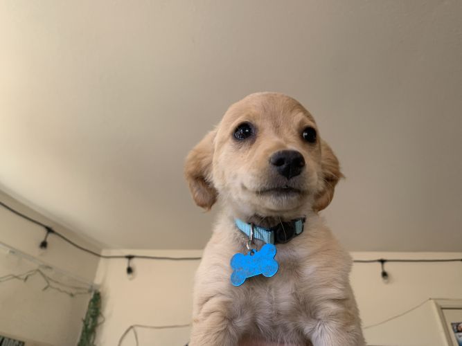 Dog For Adoption Blue A Chihuahua Golden Retriever Mix In Yucca Valley Ca Petfinder