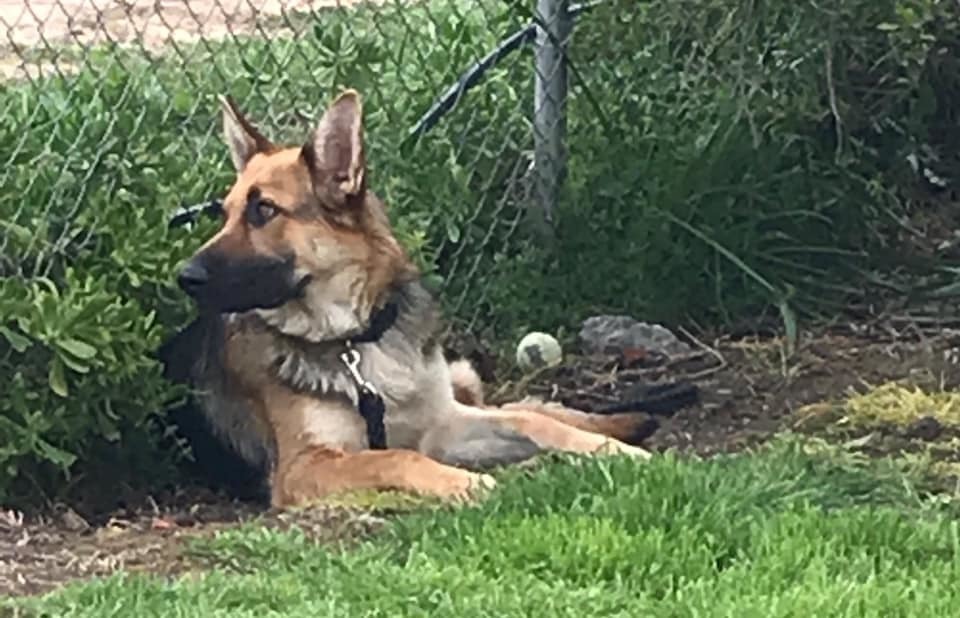 Brother Bear, an adoptable German Shepherd Dog in Roseville, CA, 95747 | Photo Image 1