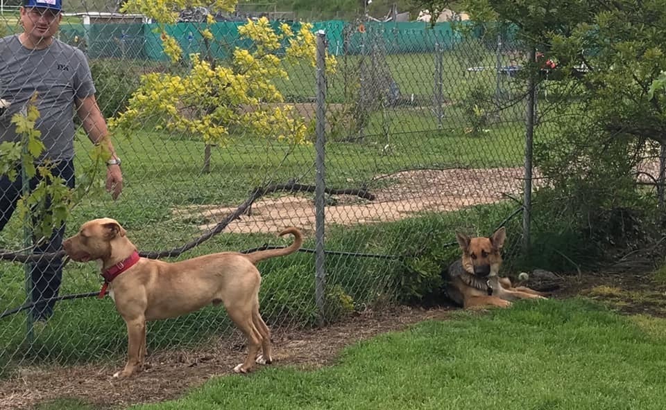 Brother Bear, an adoptable German Shepherd Dog in Roseville, CA, 95747 | Photo Image 2