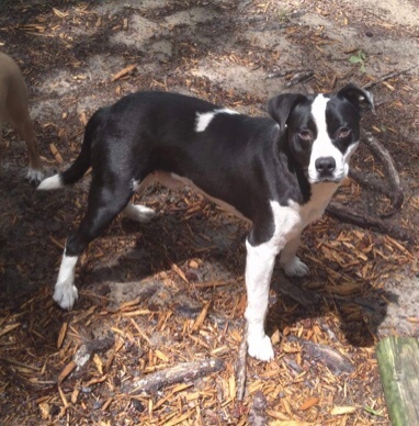 Border collie hot sale bully mix