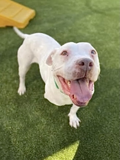 Dog For Adoption Mason An American Bulldog Mix In Glendale Az Petfinder