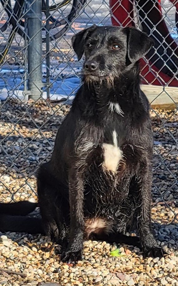 Nala, an adoptable Terrier & Labrador Retriever Mix in Clear Lake, IA_image-1