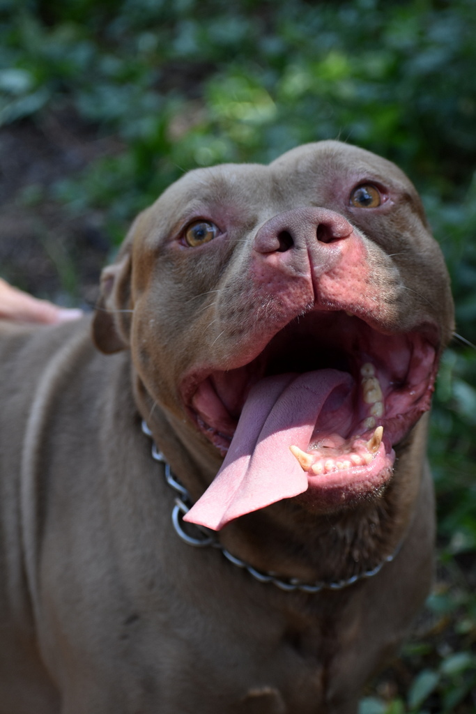 Chopper, an adoptable Pit Bull Terrier in Indiantown, FL, 34956 | Photo Image 1