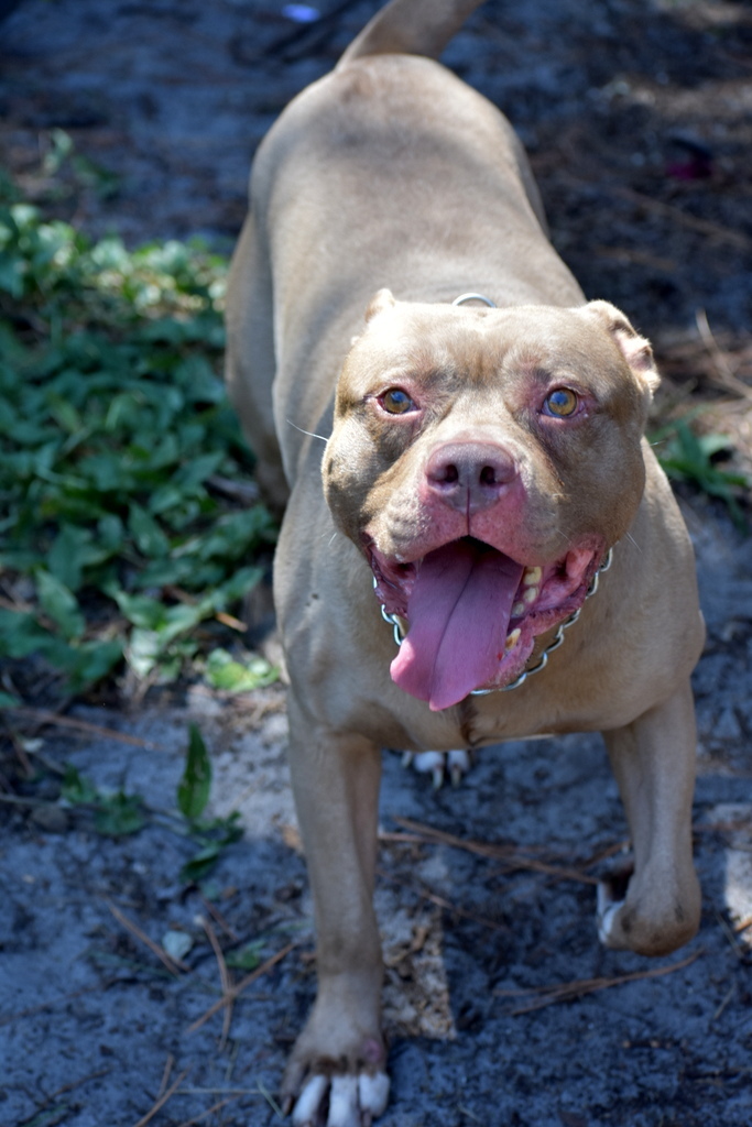 Chopper, an adoptable Pit Bull Terrier in Indiantown, FL, 34956 | Photo Image 2
