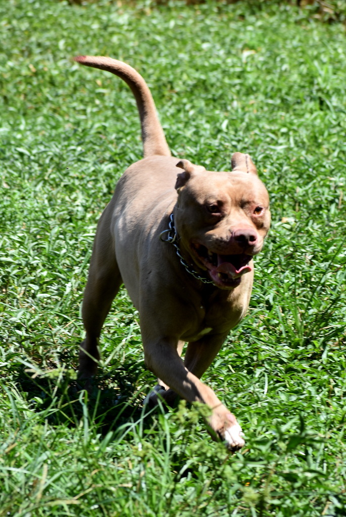 Chopper, an adoptable Pit Bull Terrier in Indiantown, FL, 34956 | Photo Image 3