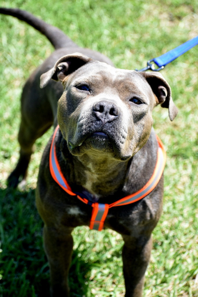 Princess, an adoptable American Staffordshire Terrier in Indiantown, FL, 34956 | Photo Image 2