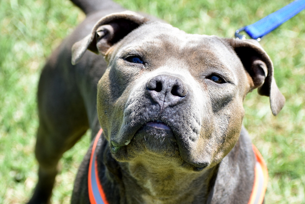 Princess, an adoptable American Staffordshire Terrier in Indiantown, FL, 34956 | Photo Image 1