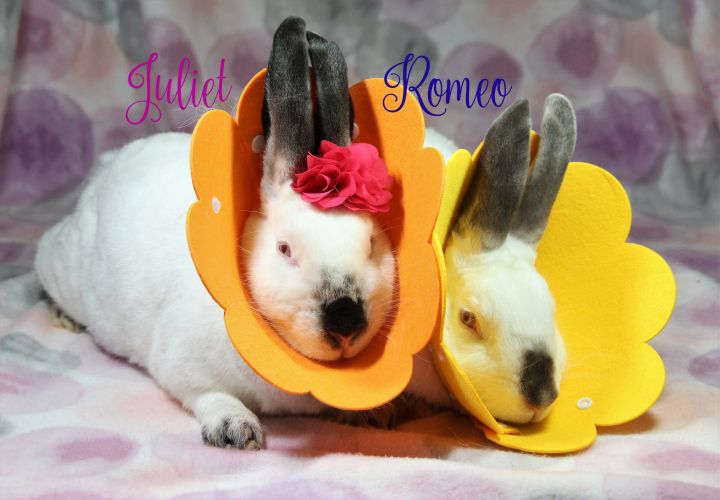 Romeo & Juliet, an adoptable Californian in San Antonio, TX_image-3