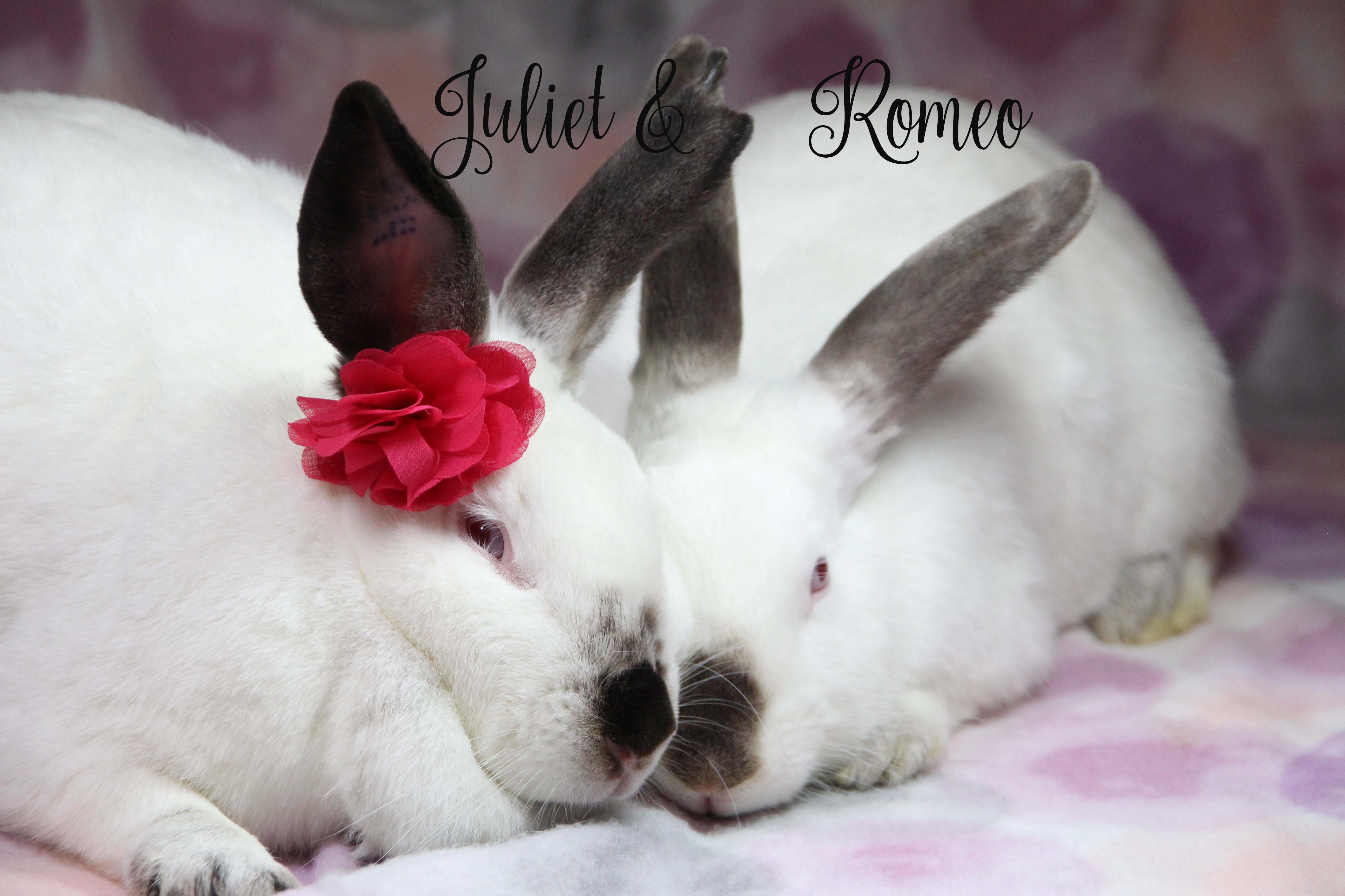 Alamo city house rabbits sale