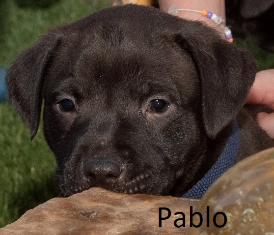 Sable Puppies detail page