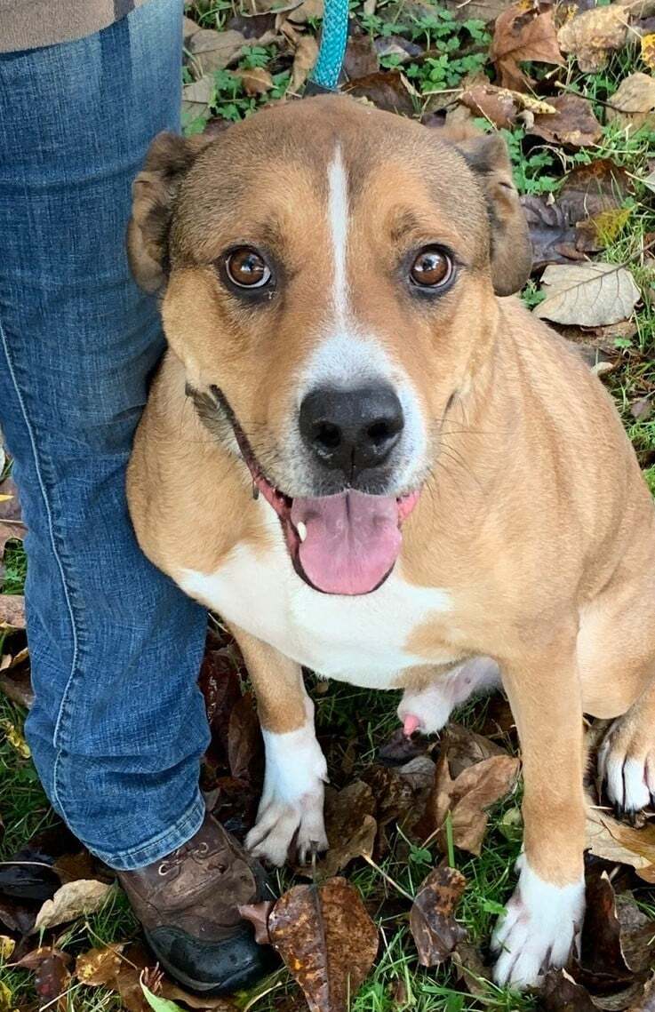 Lance, an adoptable Shepherd, Boxer in Covington, WA, 98042 | Photo Image 2