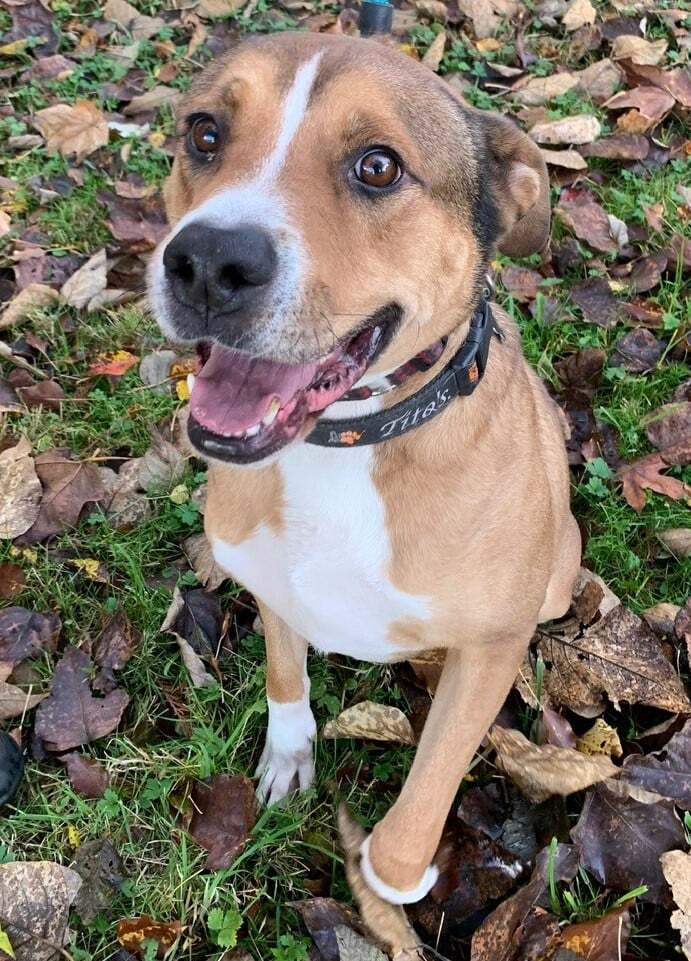 Lance, an adoptable Shepherd, Boxer in Covington, WA, 98042 | Photo Image 3