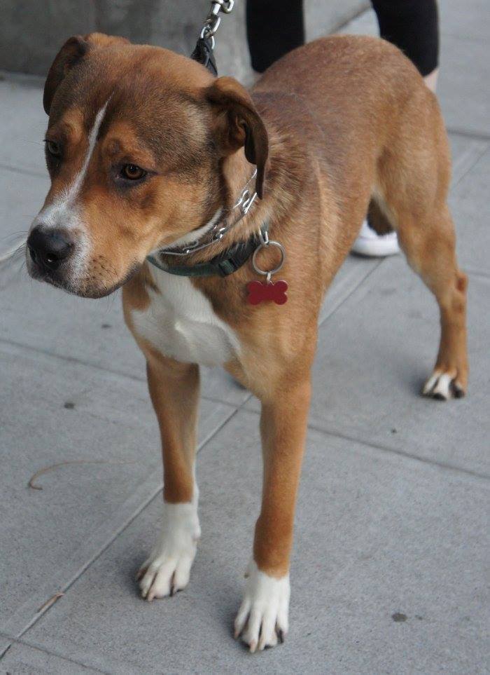 Lance, an adoptable Shepherd, Boxer in Covington, WA, 98042 | Photo Image 4