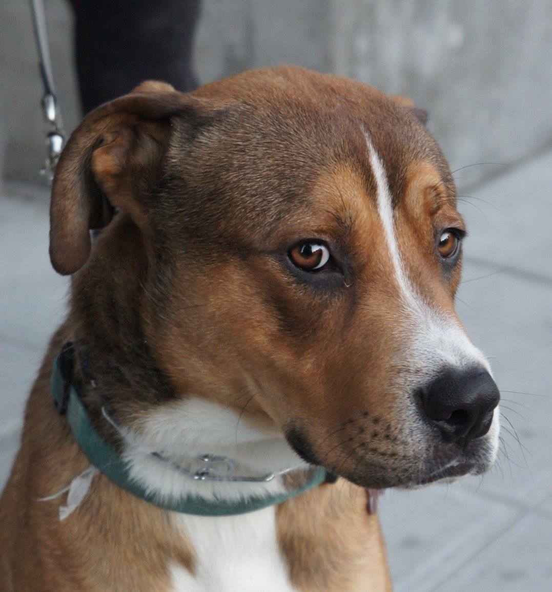 Lance, an adoptable Shepherd, Boxer in Covington, WA, 98042 | Photo Image 5