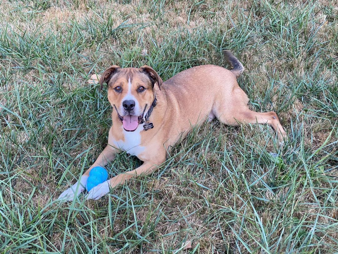 Lance, an adoptable Shepherd, Boxer in Covington, WA, 98042 | Photo Image 1