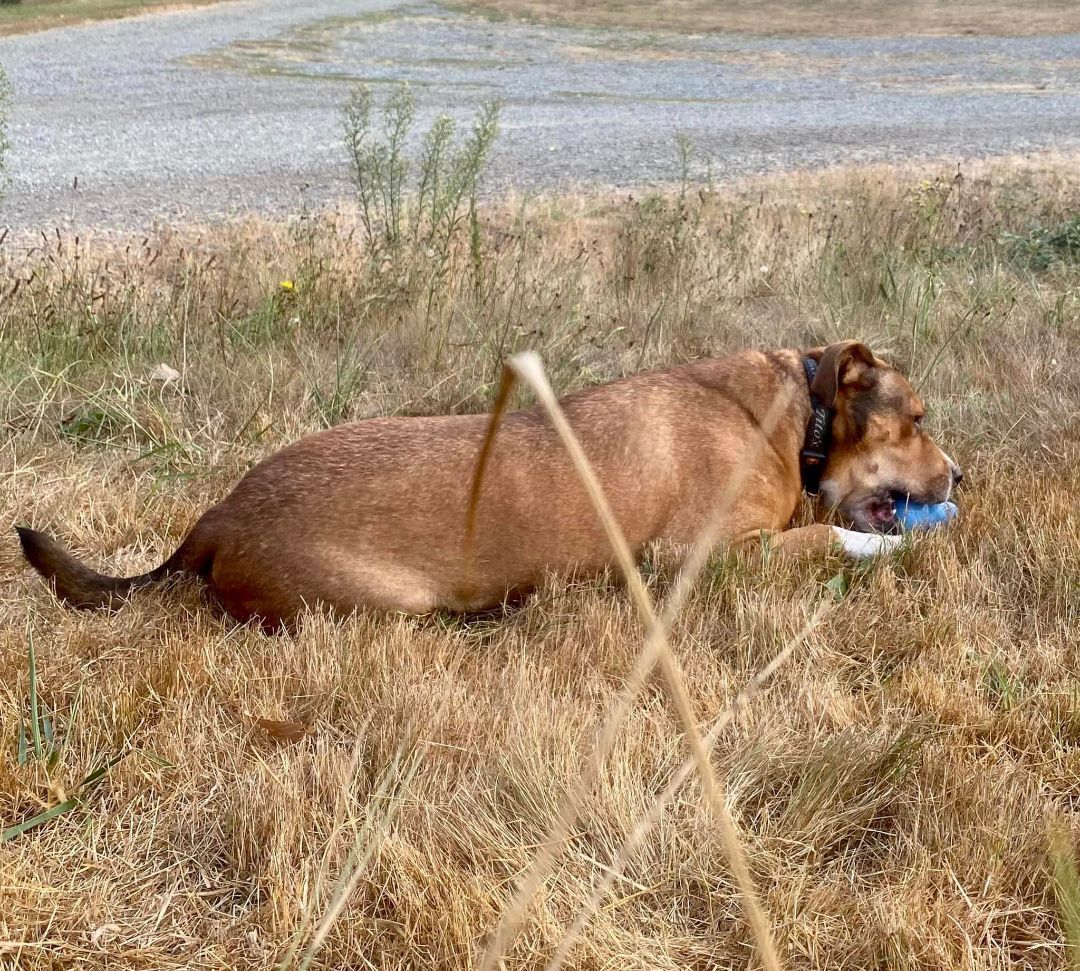 Lance, an adoptable Shepherd, Boxer in Covington, WA, 98042 | Photo Image 6