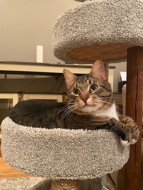 Nico