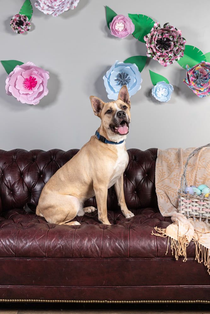 Breck, an adoptable Terrier, Shepherd in Cleveland, OH, 44102 | Photo Image 2