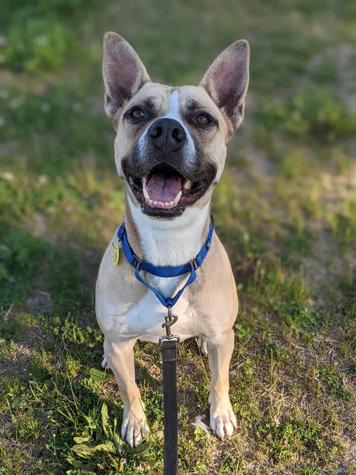 Breck, an adoptable Terrier, Shepherd in Cleveland, OH, 44102 | Photo Image 4