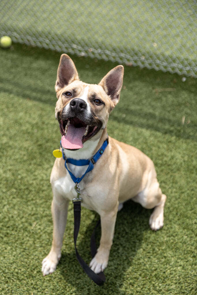 Breck, an adoptable Terrier, Shepherd in Cleveland, OH, 44102 | Photo Image 1