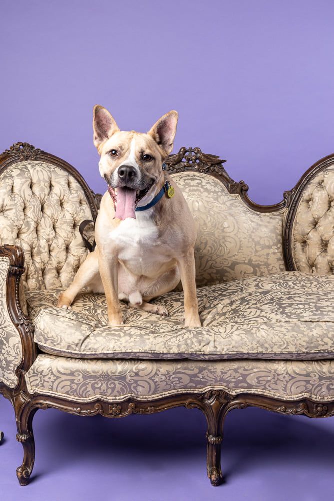 Breck, an adoptable Terrier, Shepherd in Cleveland, OH, 44102 | Photo Image 5