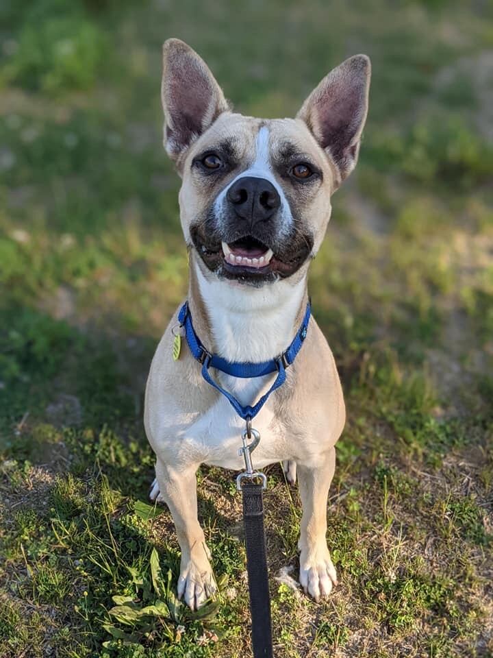 Breck, an adoptable Terrier, Shepherd in Cleveland, OH, 44102 | Photo Image 6