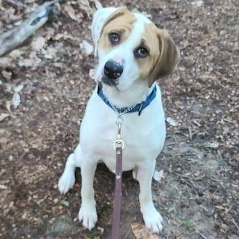Milo, an adoptable English Coonhound & Treeing Walker Coonhound Mix in La Plata, MD_image-1