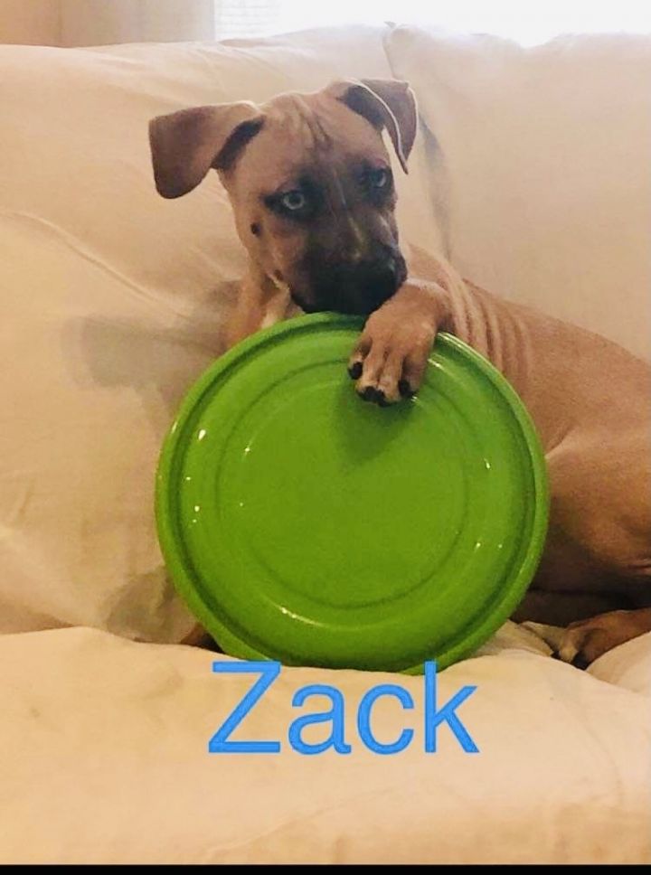 Dog for adoption - Zack, a Black Mouth Cur Mix in East Hartford, CT