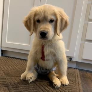 Dog For Adoption Levi A Golden Retriever In Minnetonka Mn Petfinder