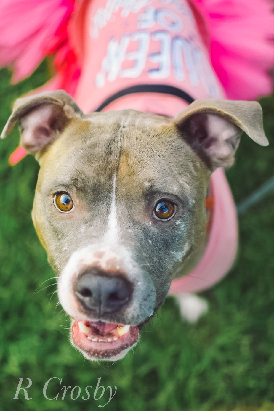 Ziggy, an adoptable Pit Bull Terrier, American Staffordshire Terrier in New Orleans, LA, 70124 | Photo Image 5