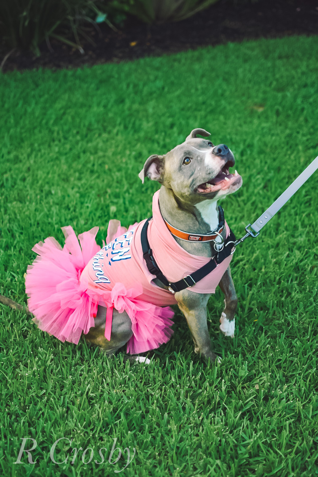 Ziggy, an adoptable Pit Bull Terrier, American Staffordshire Terrier in New Orleans, LA, 70124 | Photo Image 6