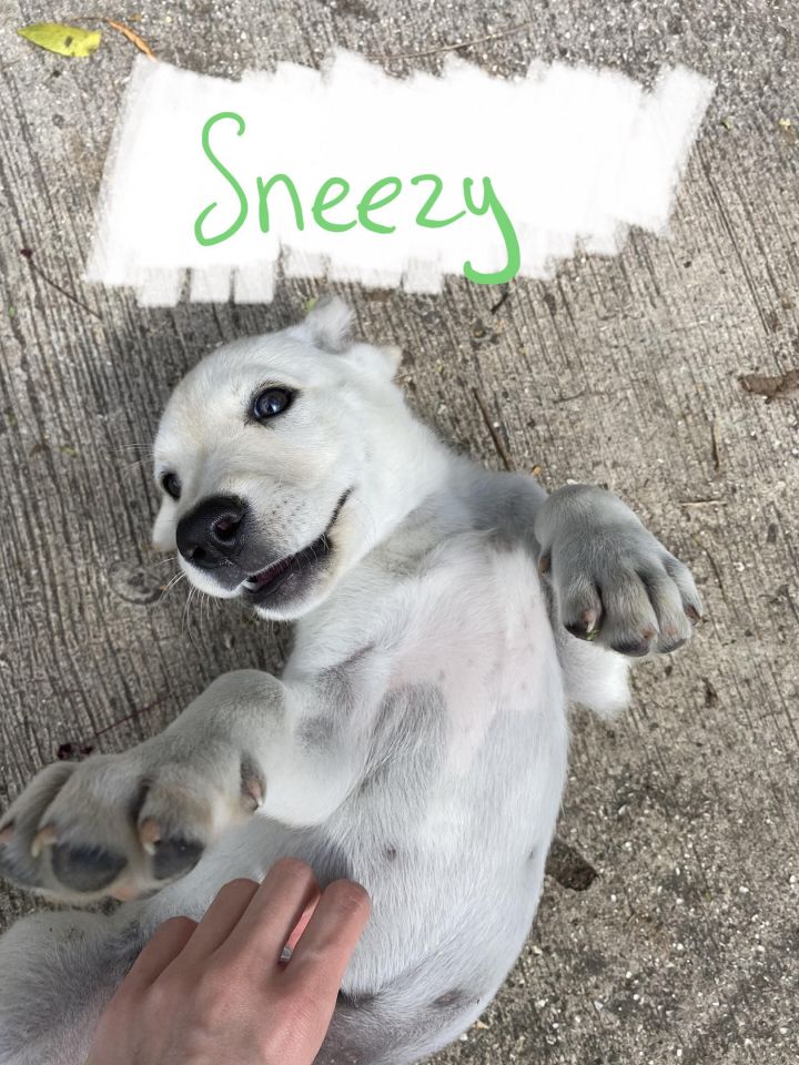 Sneezy 1