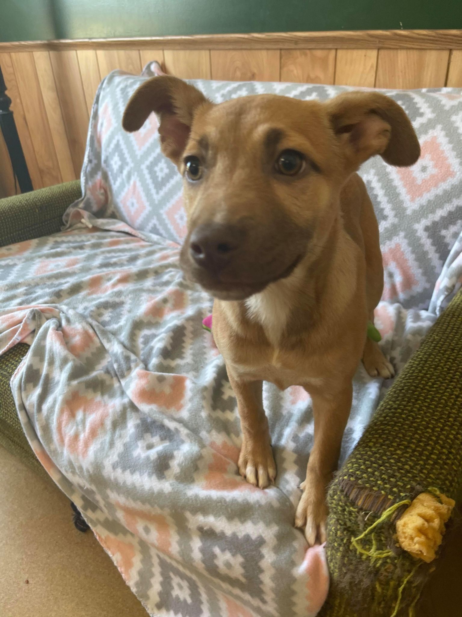 Jersey, an adoptable Shepherd in Maryville, MO, 64468 | Photo Image 4