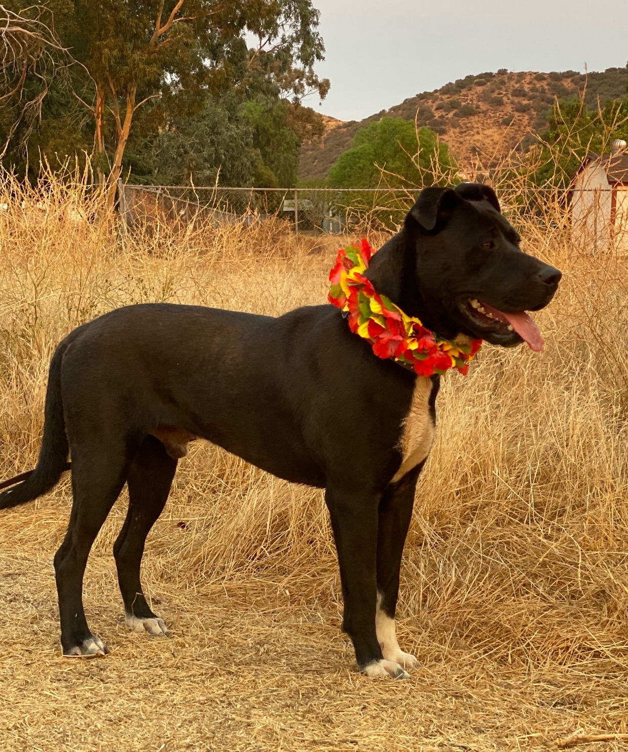  Finnegan Awesome Boy, an adoptable Labrador Retriever in Acton, CA, 93510 | Photo Image 1