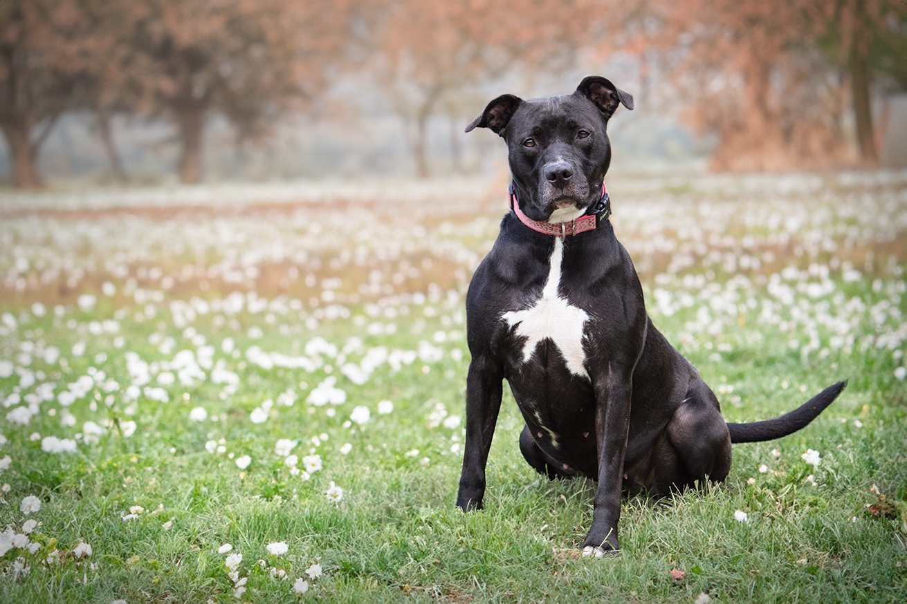Joy, an adoptable Pit Bull Terrier, American Staffordshire Terrier in Boston, KY, 40107 | Photo Image 1