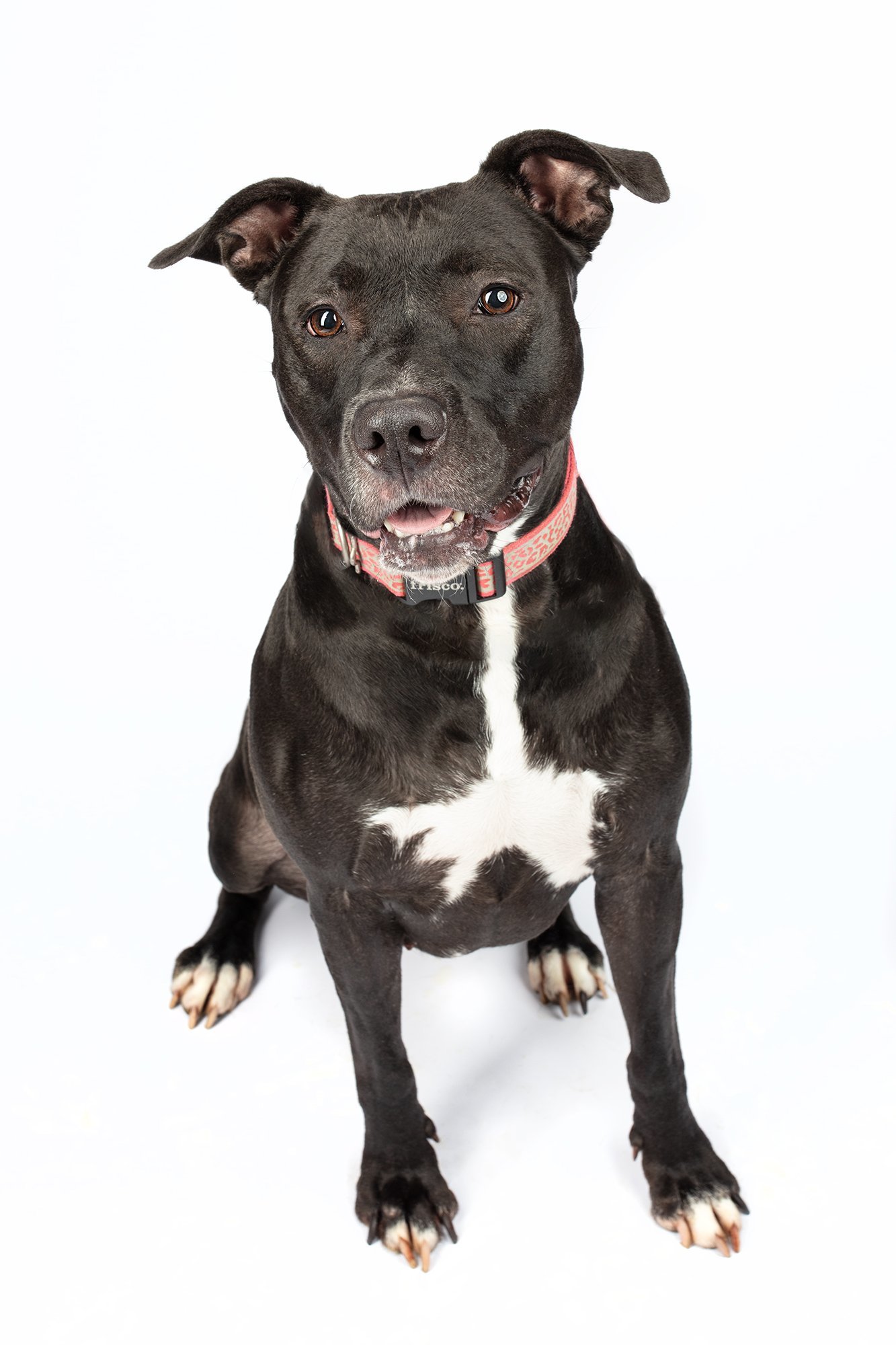 Joy, an adoptable Pit Bull Terrier, American Staffordshire Terrier in Boston, KY, 40107 | Photo Image 2