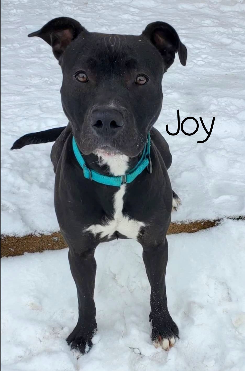 Joy, an adoptable Pit Bull Terrier, American Staffordshire Terrier in Boston, KY, 40107 | Photo Image 3