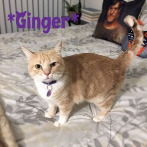 Ginger (Declawed on all 4 paws)