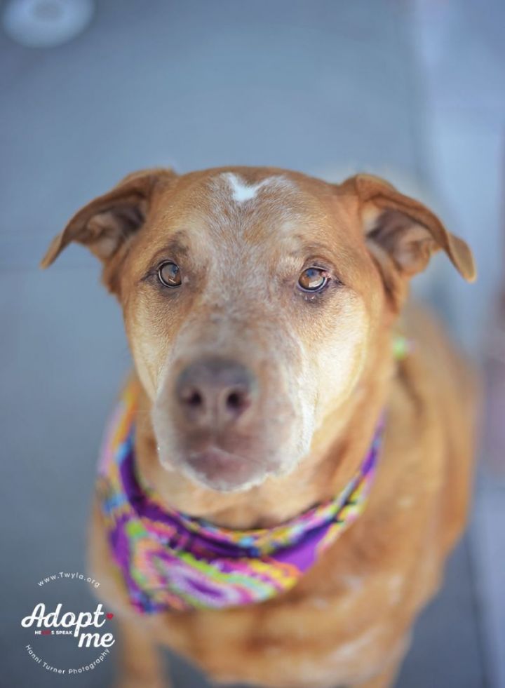 RustyCupid, an adoptable Labrador Retriever & Australian Cattle Dog / Blue Heeler Mix in Kingwood, TX_image-1