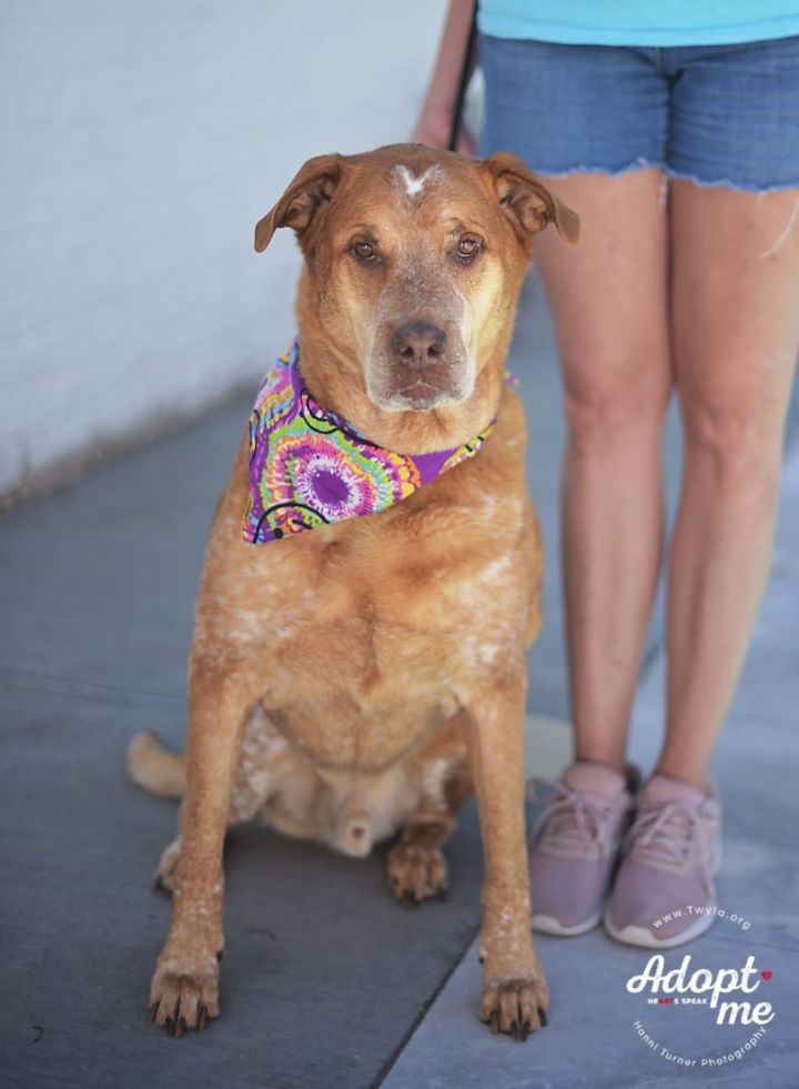 RustyCupid, an adoptable Labrador Retriever & Australian Cattle Dog / Blue Heeler Mix in Kingwood, TX_image-3