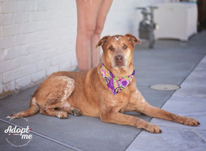 RustyCupid, an adoptable Labrador Retriever & Australian Cattle Dog / Blue Heeler Mix in Kingwood, TX_image-4